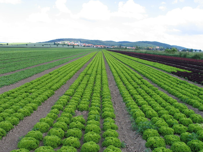Anbau von Salat auf einem Feld in ländlicher Umgebung
