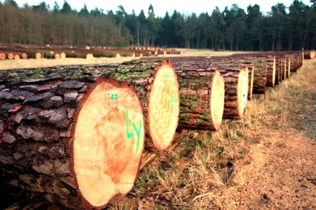 Holzlagerplatz mit wertvollem Kiefern-Stammholz