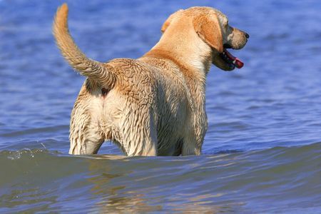 Foto eines Hundes im Wasser
