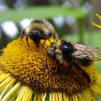Steinhummel