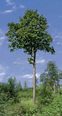 Langschäftiger Elsbeeren-Stamm