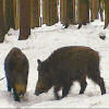 Wildschweine