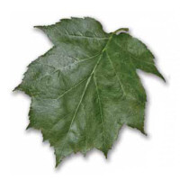 Blatt der Elsbeere