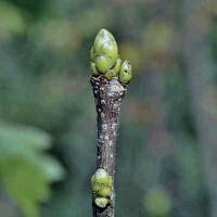 Knospe der Elsbeere