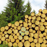 Holzpolter