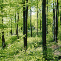 Laubwald