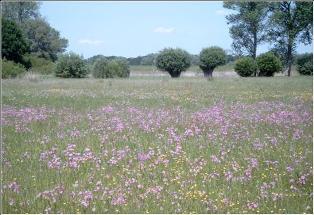 Blumenwiese 2