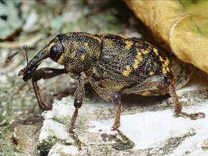 Rüsselkäfer