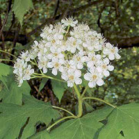 Blüte der Elsbeere