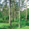 Kiefernwald