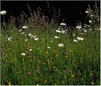 Blumenwiese