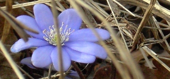 Leberblümchen