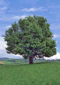 Die seltene Elsbeere - Baum des Jahres 2011
