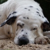 schlafender Hund / Chicco