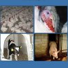 Bildcollage mit Kalb, Schwein und Geflügel