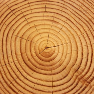 Holz mit Jahresringen