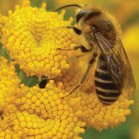 Deckblatt Bienenleitfaden, Biene auf gelben Blüten