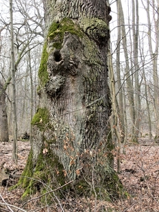 Eichen-Habitatbaum