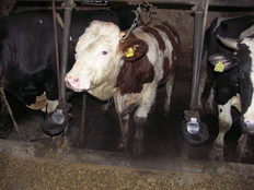 Rind in Anbindehaltung