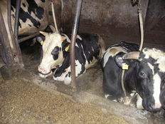 Rinder in Anbindehaltung