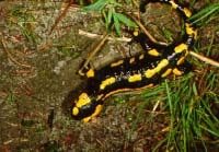 Feuersalamander