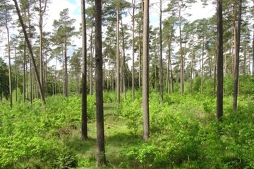 Kiefernwald mit unterpflanzten Buchen