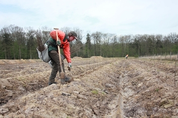 Foto mit Forstwirt bei der Pflanzung für eine Erstaufforstung