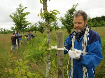 Mann sichert gepflanzen Baum an Pfahl