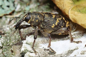 Großer brauner Rüsselkäfer
