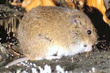 Foto einer forstschädlichen Maus