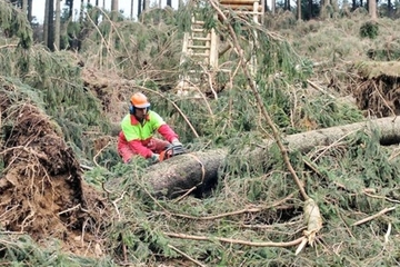 Forstwirt mit Säge arbeitet im Windwuf