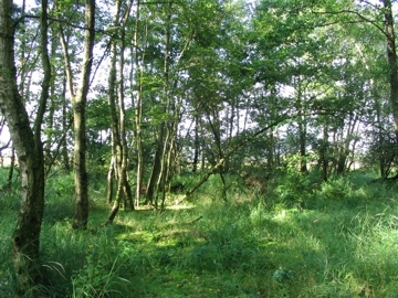 Mit Birken bestockter Bruchwald
