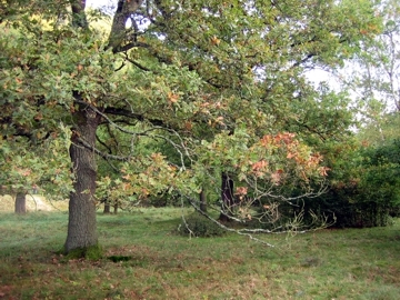 Bild einer einzelnen Eiche in einem Hutewald