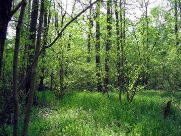 Foto eines Eichensumpfwaldes