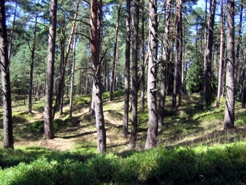 Sand-Kiefernwald auf einer Binnendüne