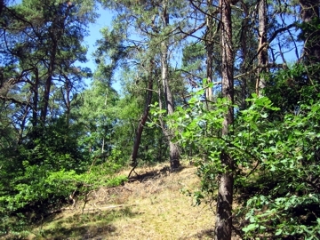 Sand-Kiefernwald