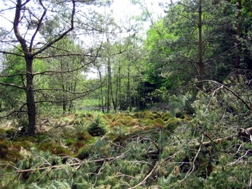Lichter Wald auf Moorstandort