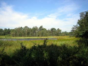 Hochmoorweiher mit Wald-Übergangszone