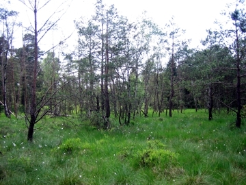Lichter Moorwald aus Kiefern