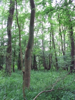 Bach-Erlenwald