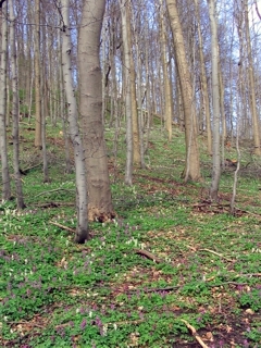 Eschen-Buchen Hangwald