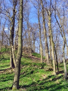 Eschen-Ahorn-Schutthangwald