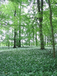 Stieleichen-Hainbuchenwald