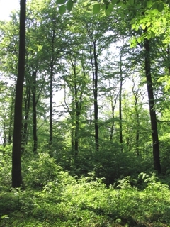 Waldmeister-Buchenwald