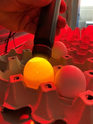 Beleuchtetes Ei: Geschlechterbestimmung mittels Spektroskopie