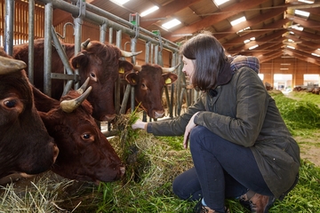 Miriam Staudte füttert das Harzer Rote Höhenvieh.