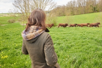 Miriam Staudte beobachtet, wie Jungbullen auf der Weide laufen.