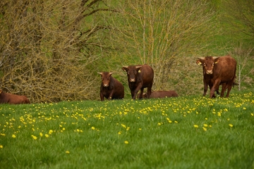 Rinder der Rasse Harzer Rotes Höhenvieh auf der Weide.