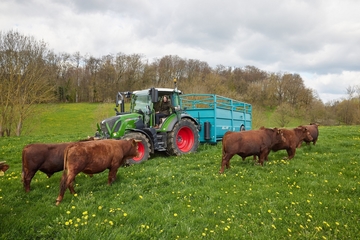 Miriam Staudte im Trecker, davor mehrere Rinder auf der Weide.