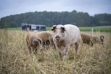 Schweine auf dem Acker